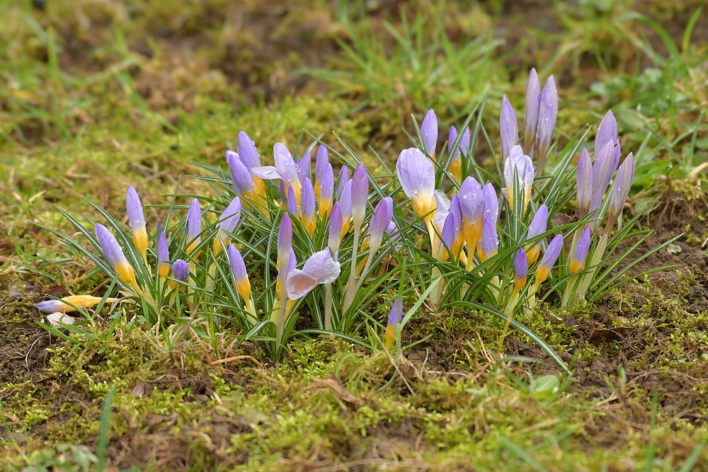 Auch im Hintertaunus steht der Frühling in der Tür 05