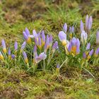 Auch im Hintertaunus steht der Frühling in der Tür 05