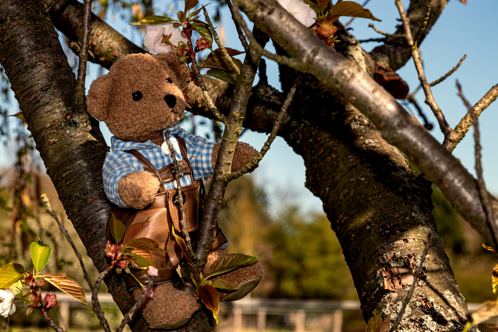 Auch im Kirschbaum kann man gut klettern