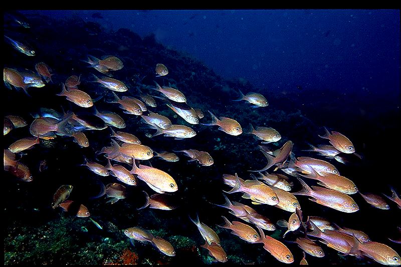 auch im Mittelmeer gibts noch Fische !!