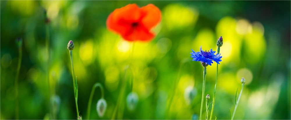 … Auch im Mohn gut aufgehoben …