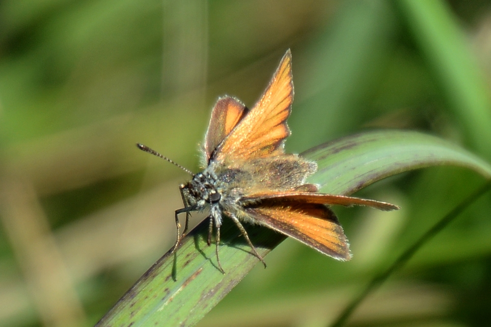 Auch im Moor fliegen sie...