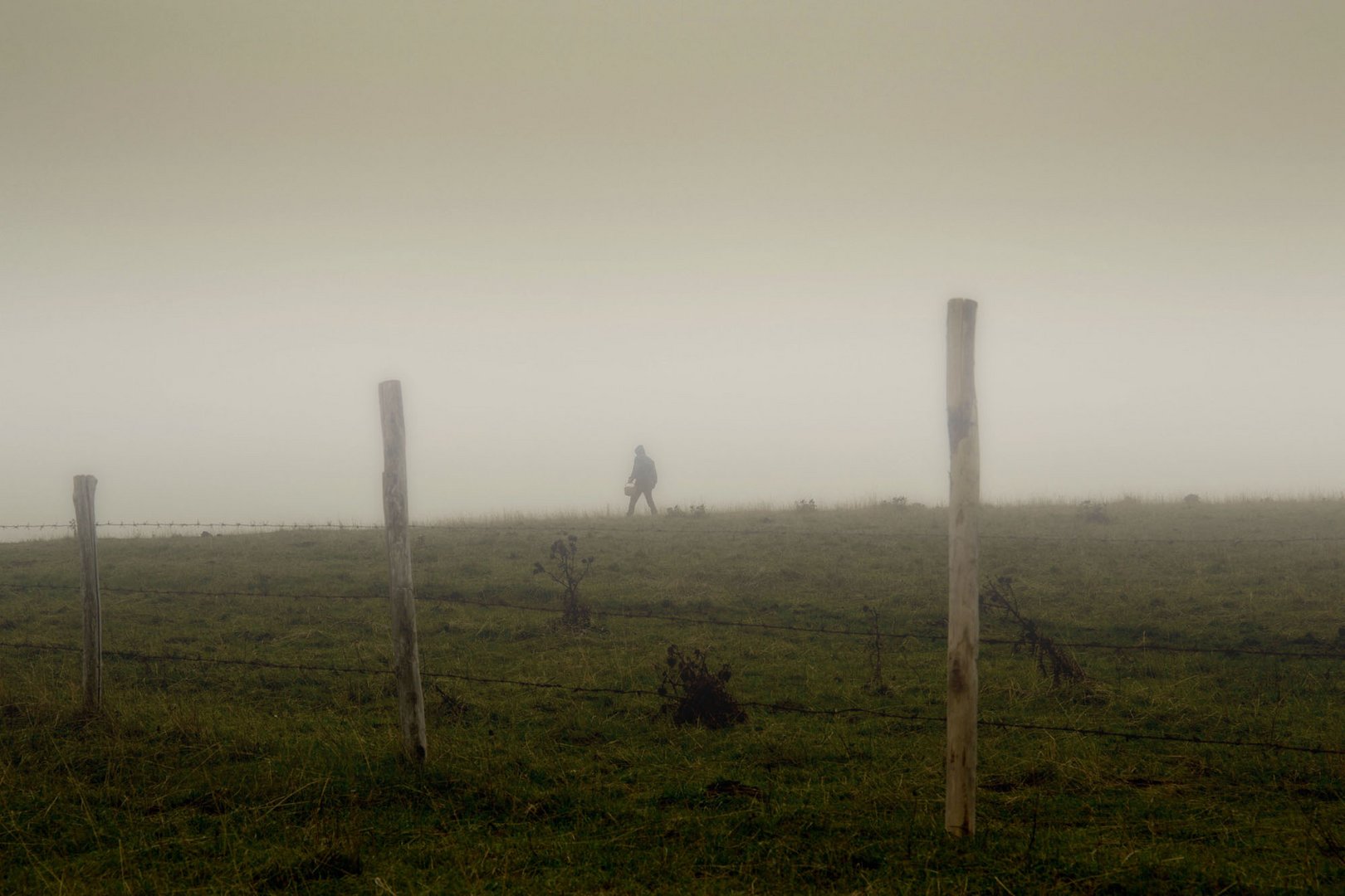 auch im Nebel kann man Pilze finden...