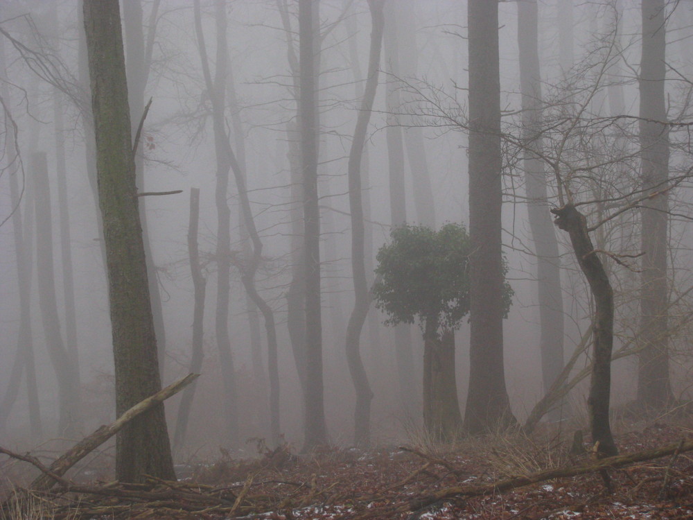 Auch im Nebel sehr schön-Nationalpark Jasmund