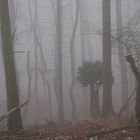 Auch im Nebel sehr schön-Nationalpark Jasmund