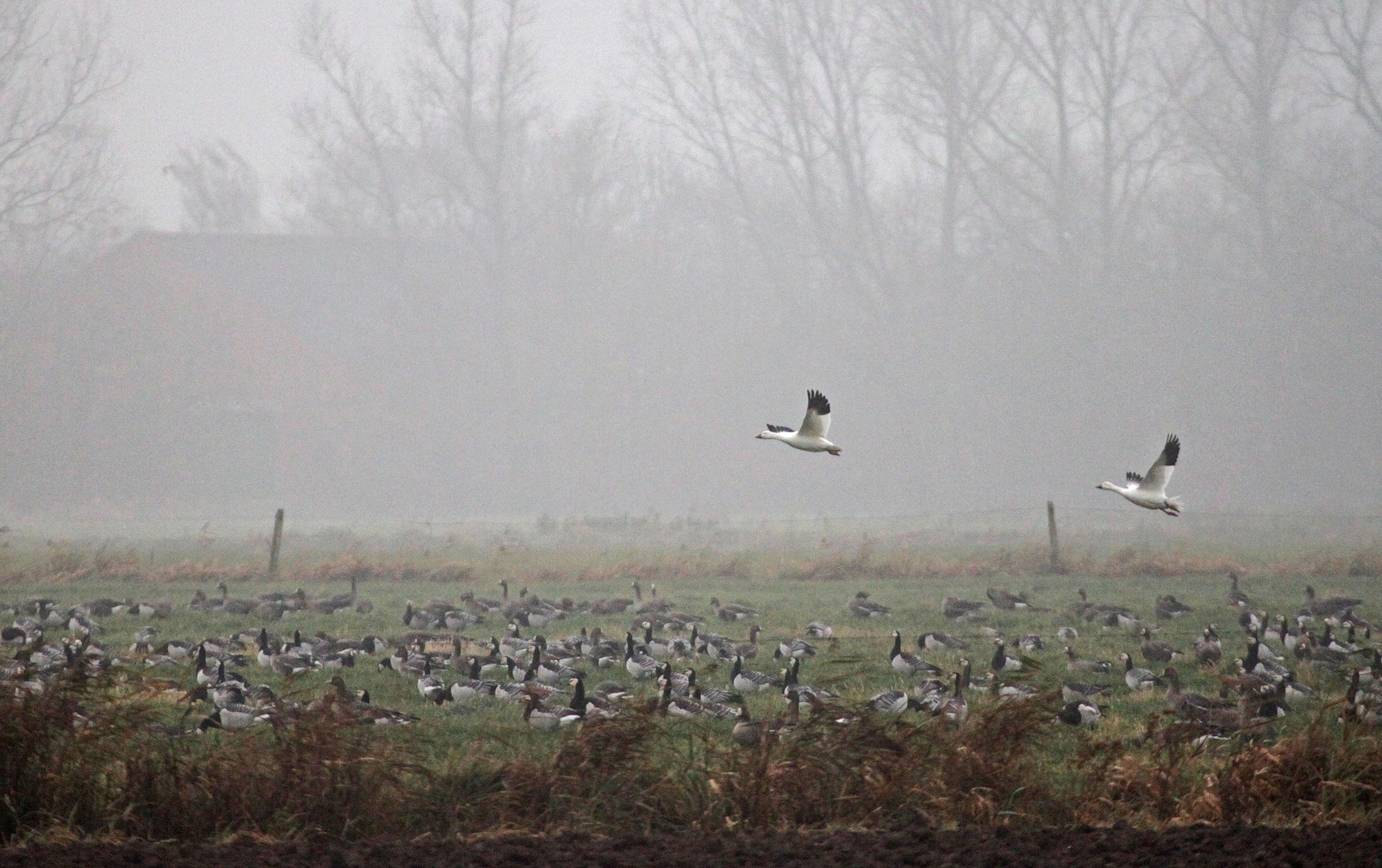 Auch im Nebel sind nicht alle Gänse grau