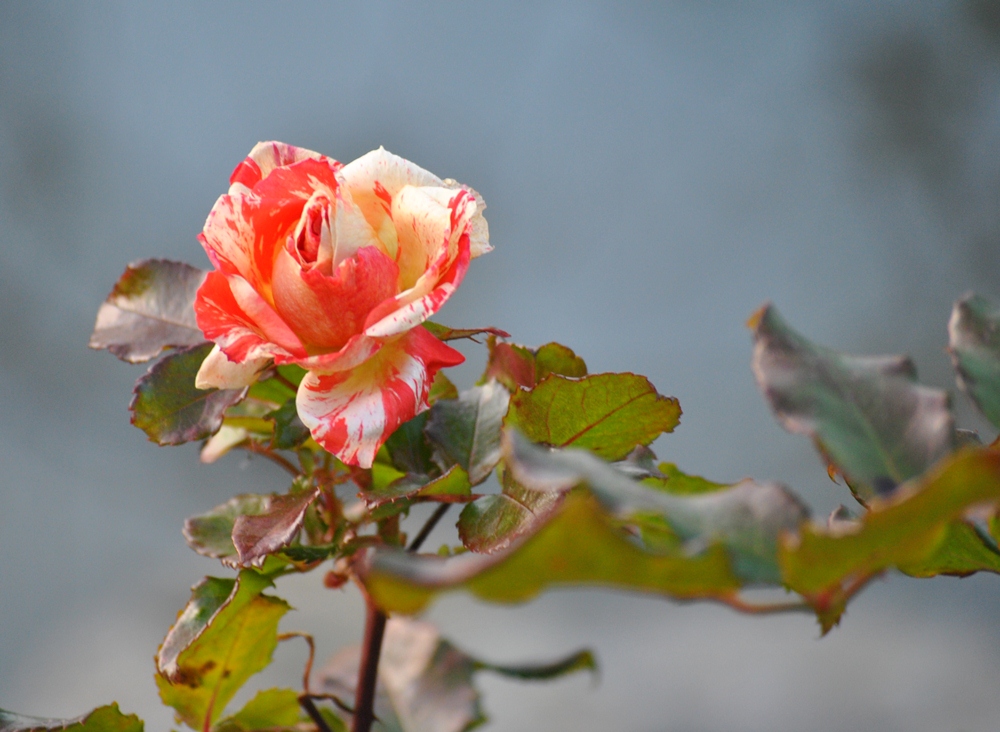 Auch im November blühen Rosen