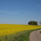 Auch im Odenwald steht der Raps in voller Blüte