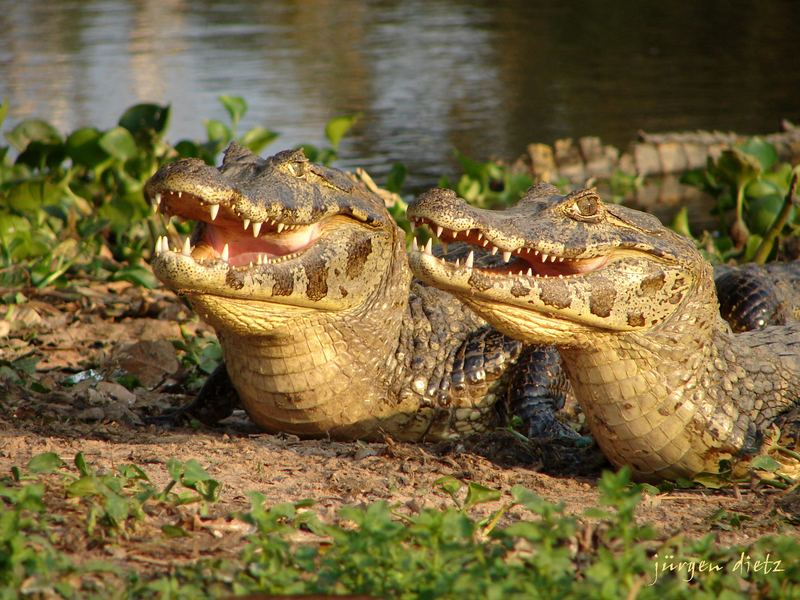 Auch im Pantanal...