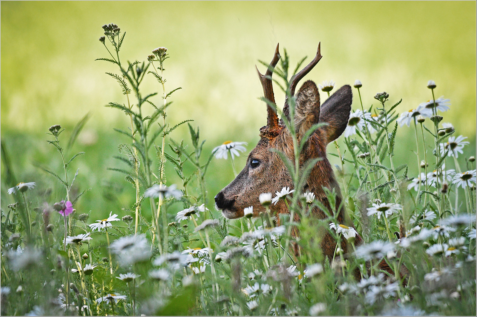 Auch im Profil   . . .