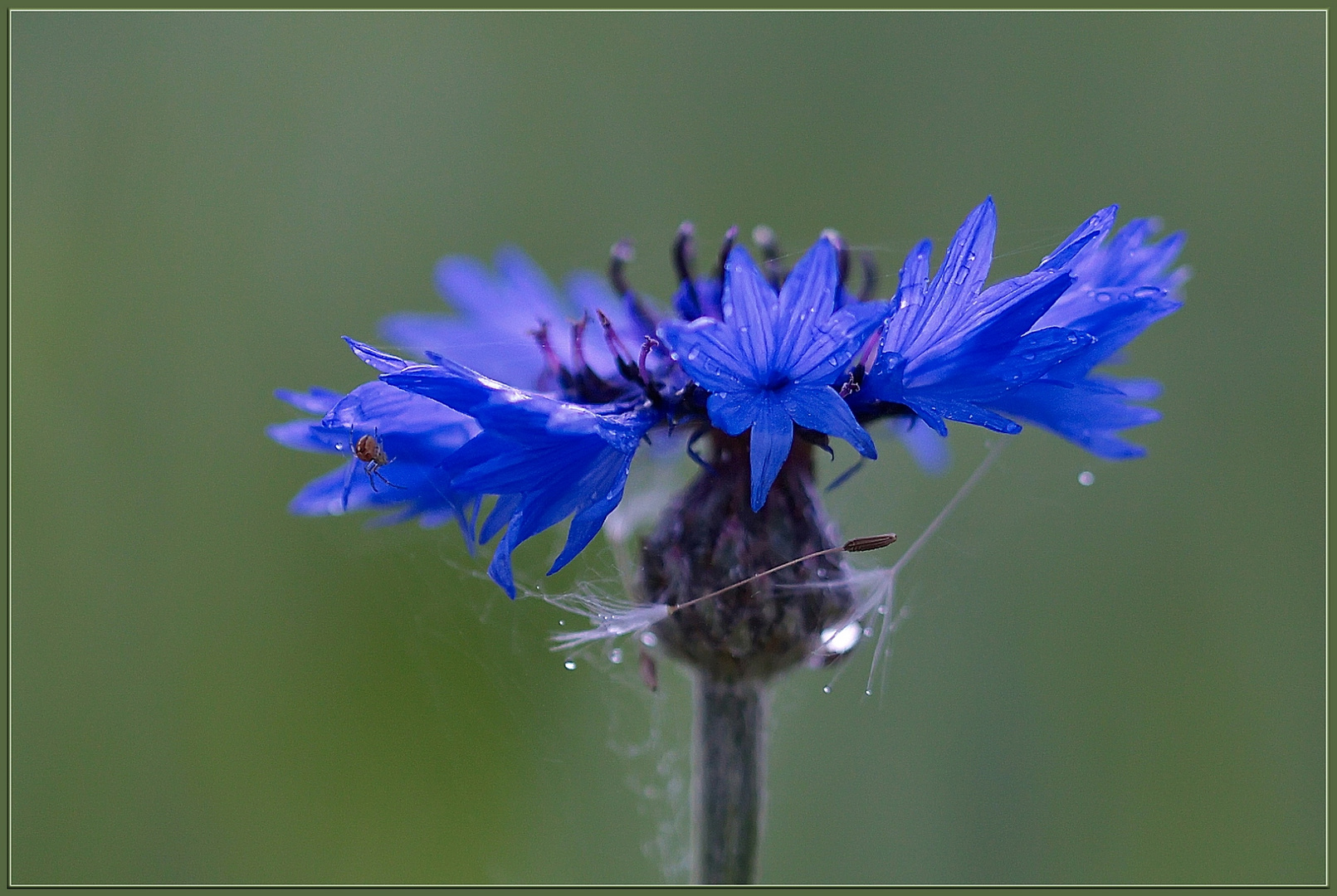 Auch im Regen .....