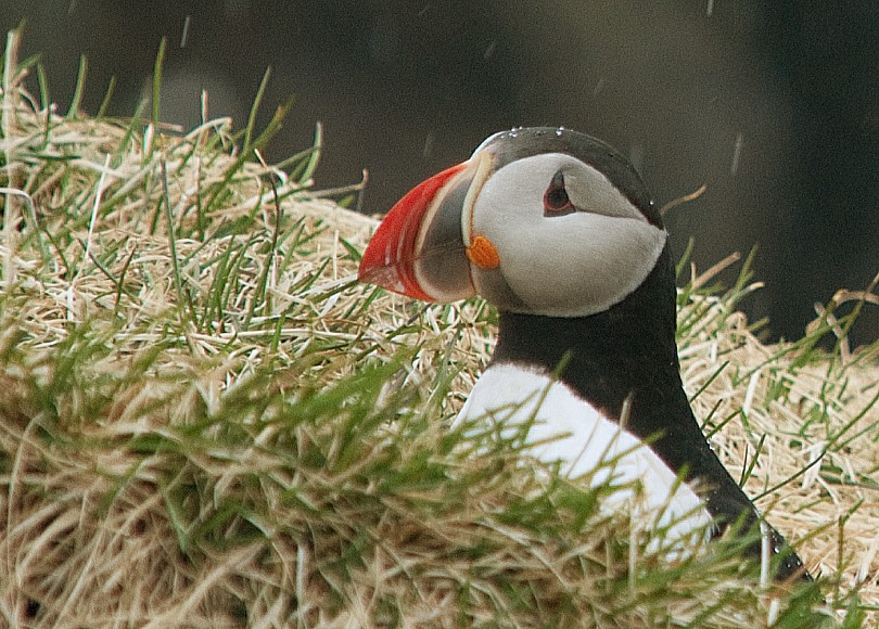 auch im regen