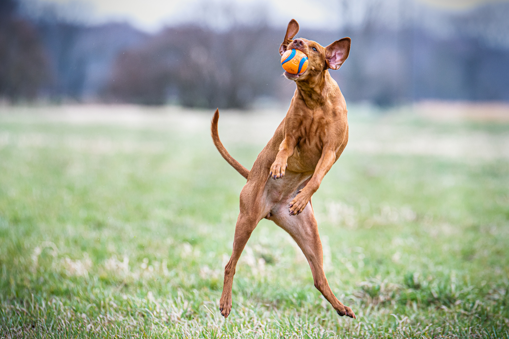 Auch im Regen Foto &amp; Bild tiere, haustiere, hunde Bilder auf