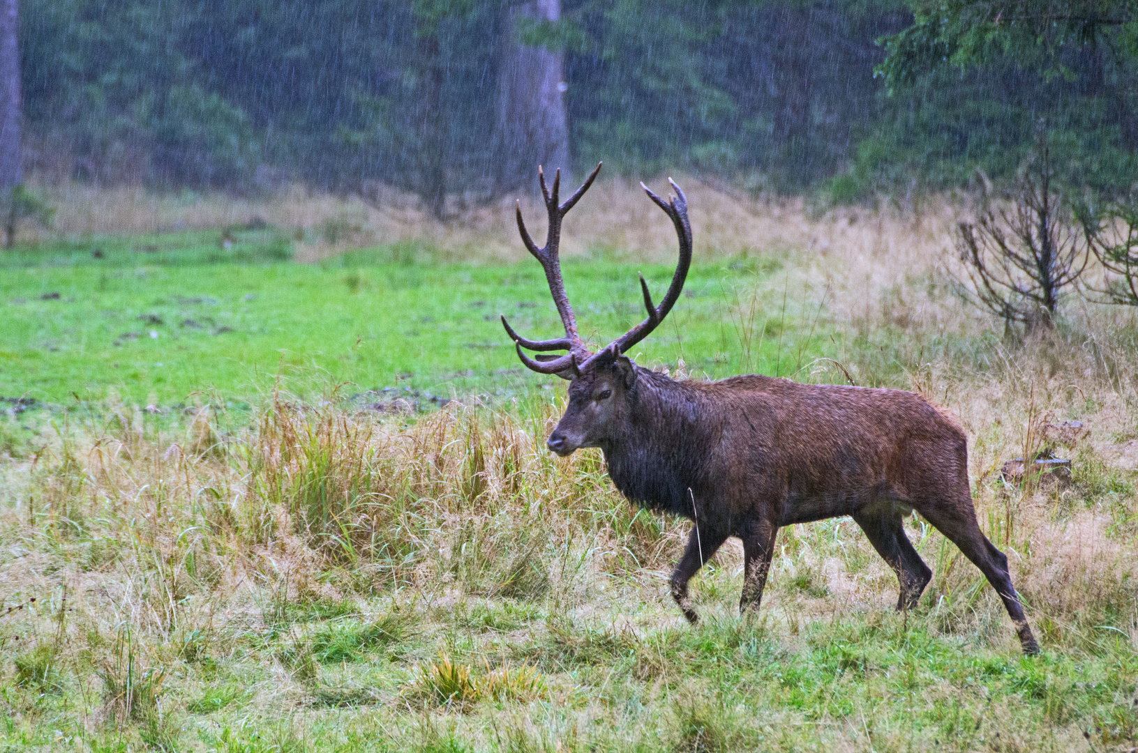 Auch im Regen können ansprechende Fotos entstehen