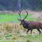 Auch im Regen können ansprechende Fotos entstehen