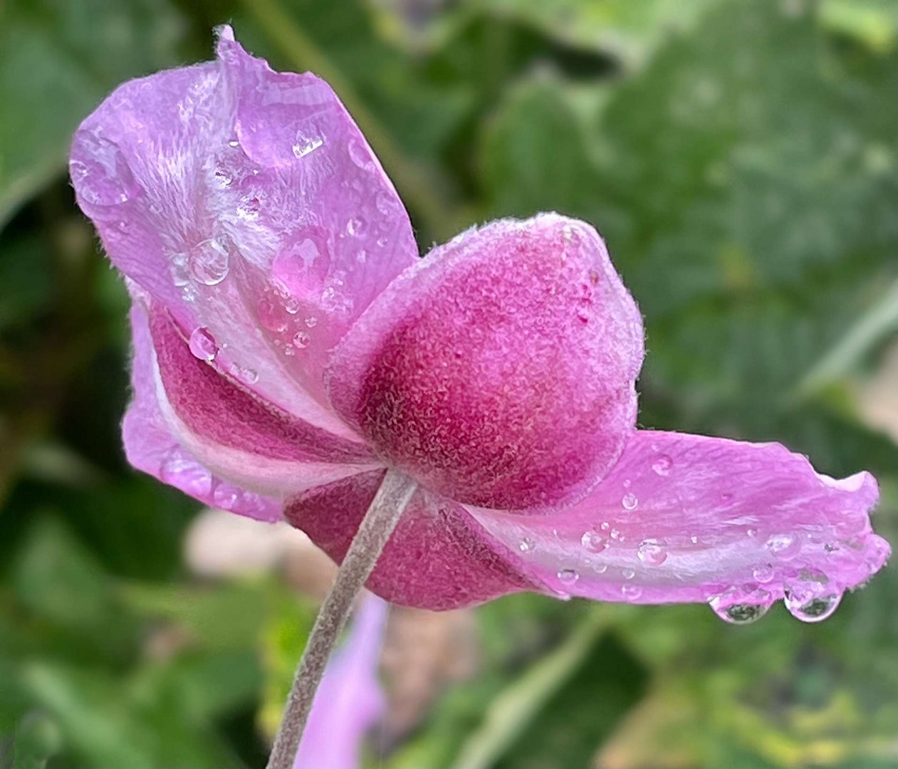 auch im Regen schön