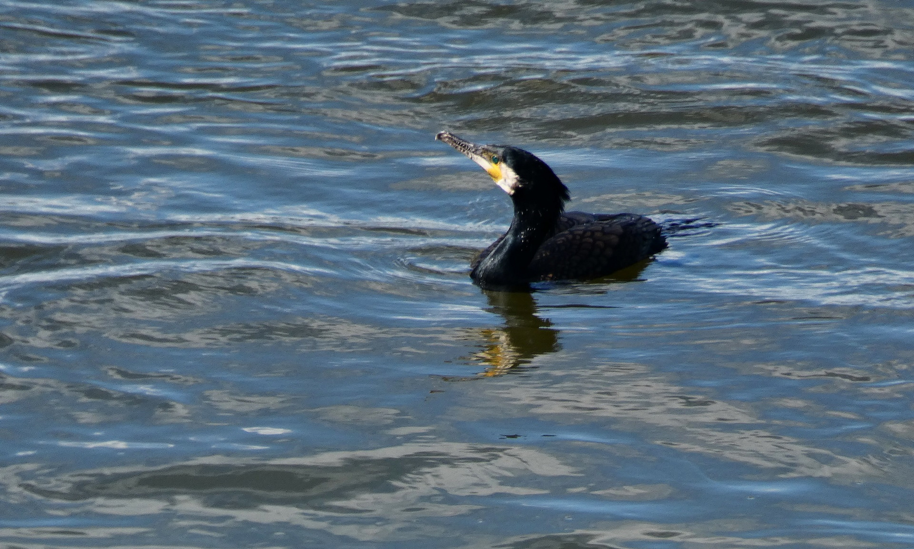 Auch im Rhein schwimmen Kormorane