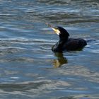 Auch im Rhein schwimmen Kormorane