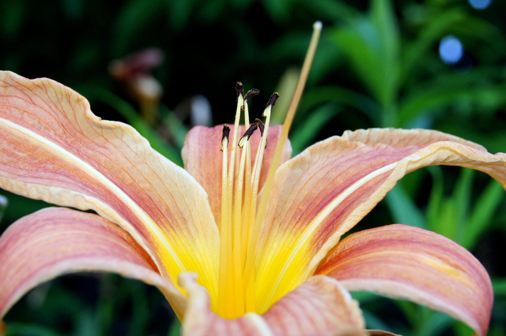 Auch im Schatten gedeihen schöne Blumen