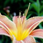 Auch im Schatten gedeihen schöne Blumen