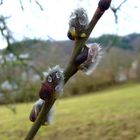 auch im Siegerland wird's Frühling