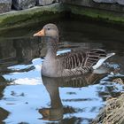 auch im Tierpark