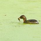 ... auch im trüben lässt es sich erfolgreich fischen 