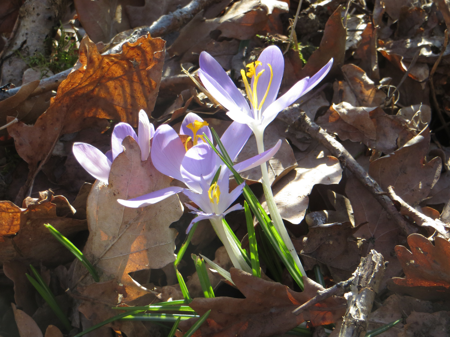 Auch im Wald findet man Krokusse