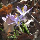 Auch im Wald findet man Krokusse