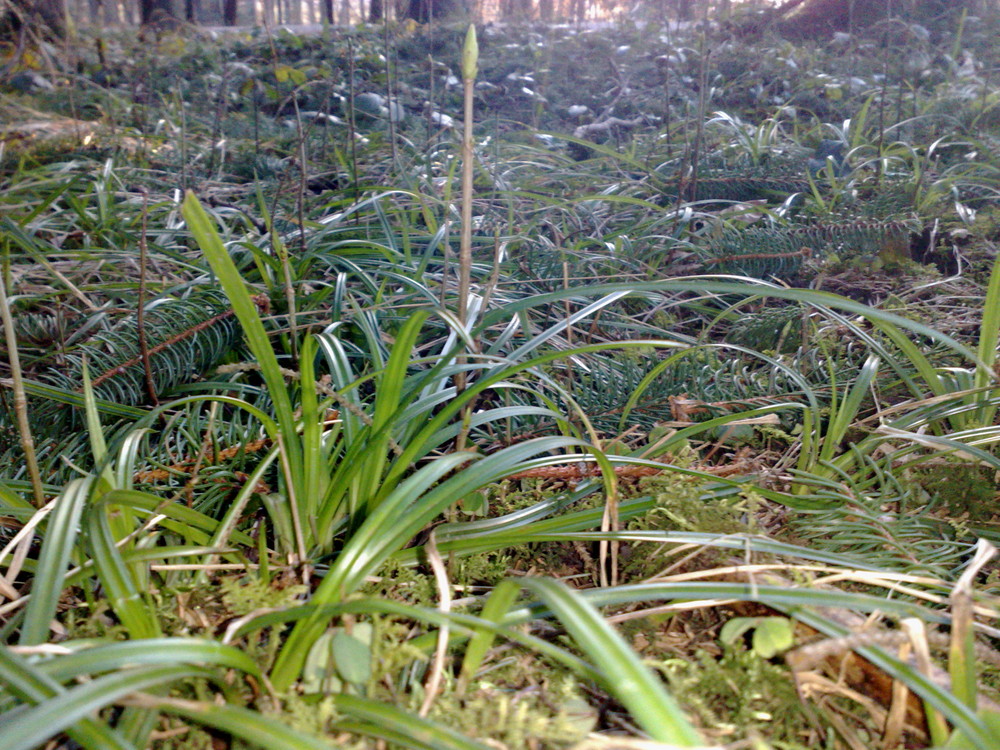 Auch im Wald frühlingt es sehr