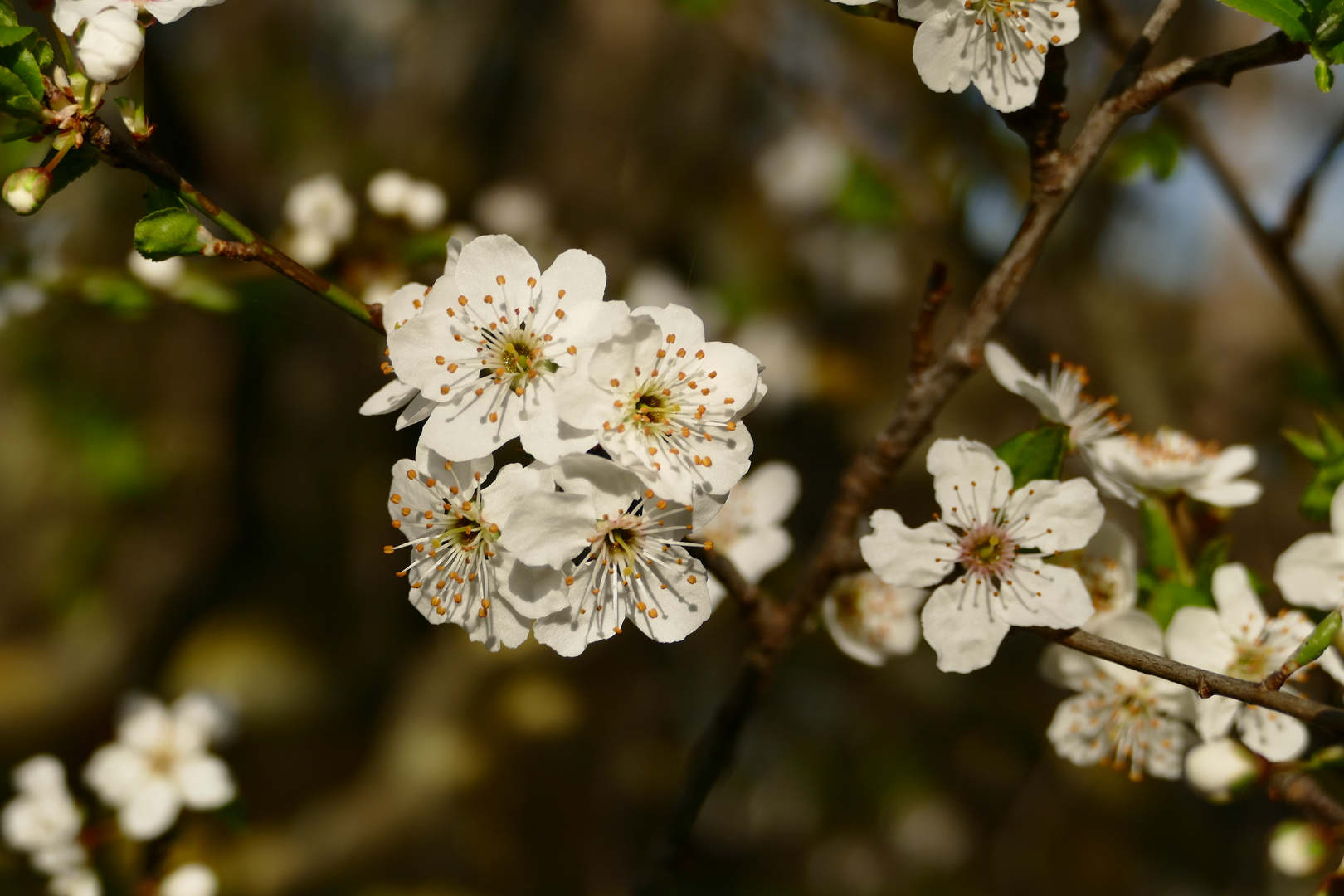 Auch im Wald gibt's schöne Blüten