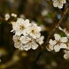 Auch im Wald gibt's schöne Blüten