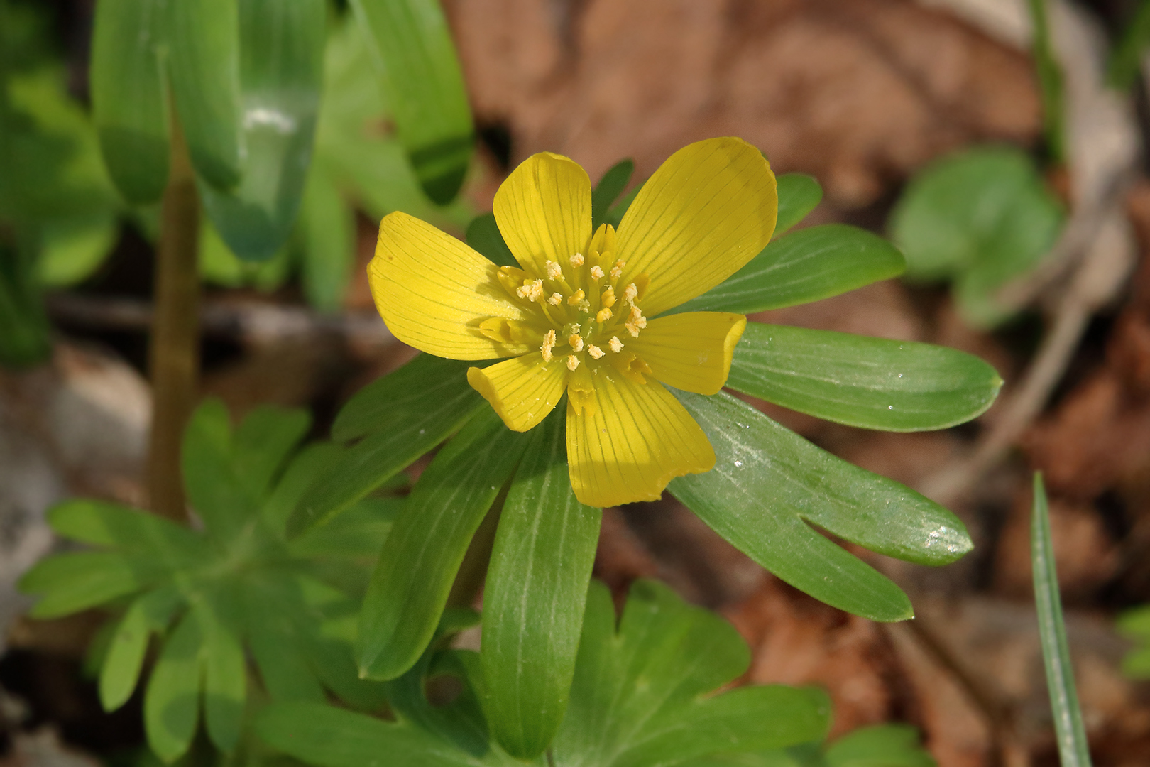 Auch im Wald sind die ersten Wildblumen aufgeblüht