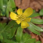 Auch im Wald sind die ersten Wildblumen aufgeblüht