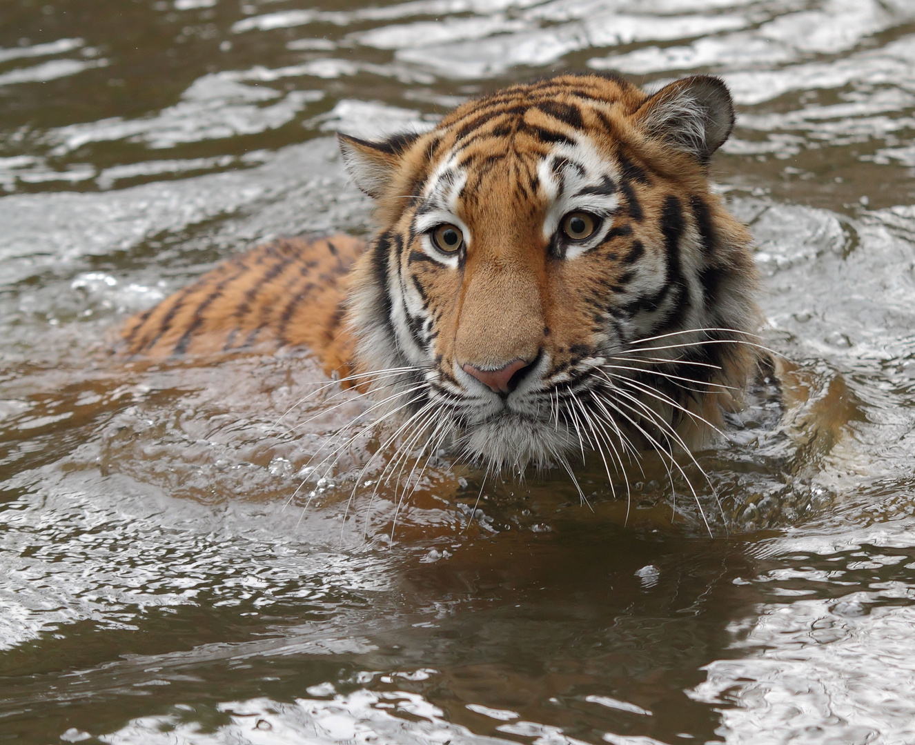 Auch im Wasser...