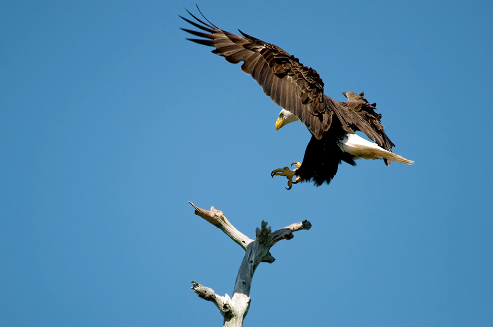 Auch im Weißkopfseeadler Land....