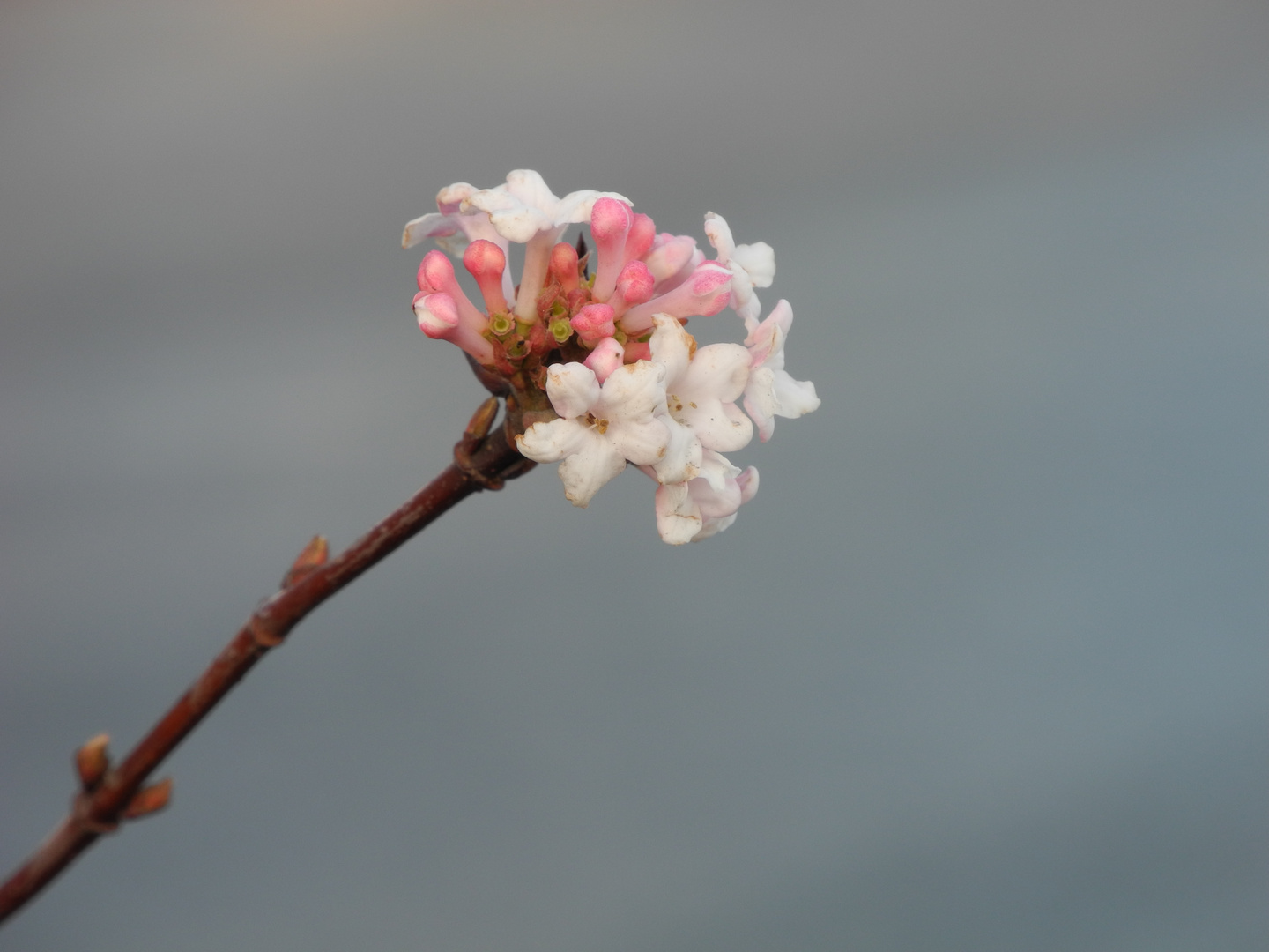 Auch im Winter blühen noch Blumen!