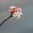 Auch im Winter blühen noch Blumen!