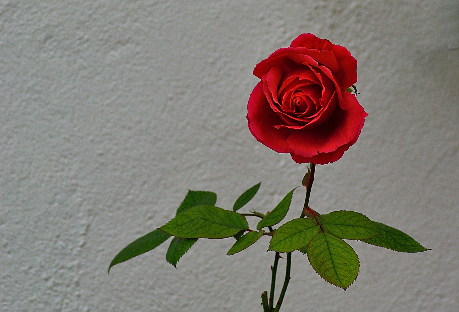 Auch im Winter blühen Rosen