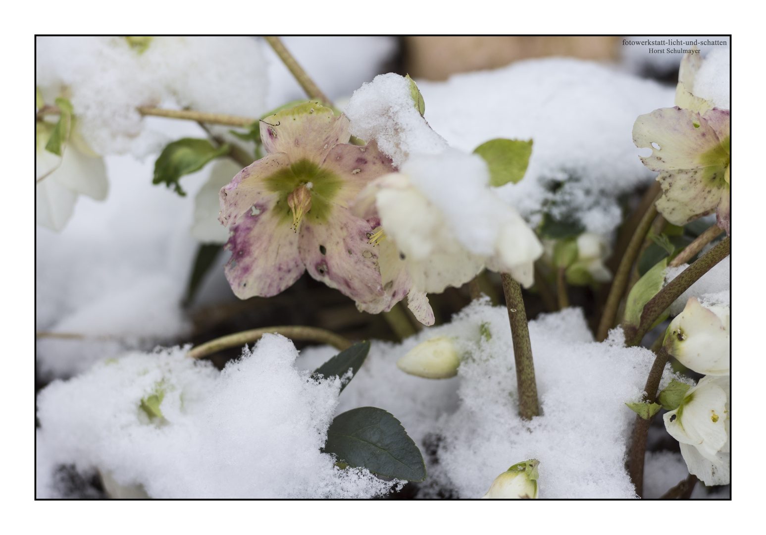 Auch im Winter blüht es!