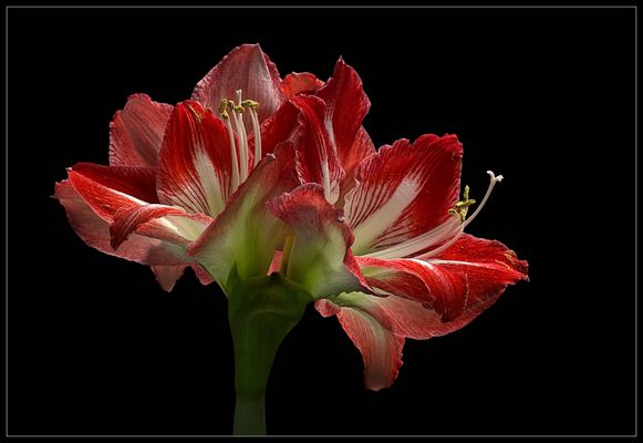 Auch im Winter hat die Natur wundervolle Blumen zu bieten - ( Stacking Bild ) 