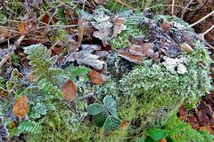 Auch im Winter zeigt sich die Natur bunt