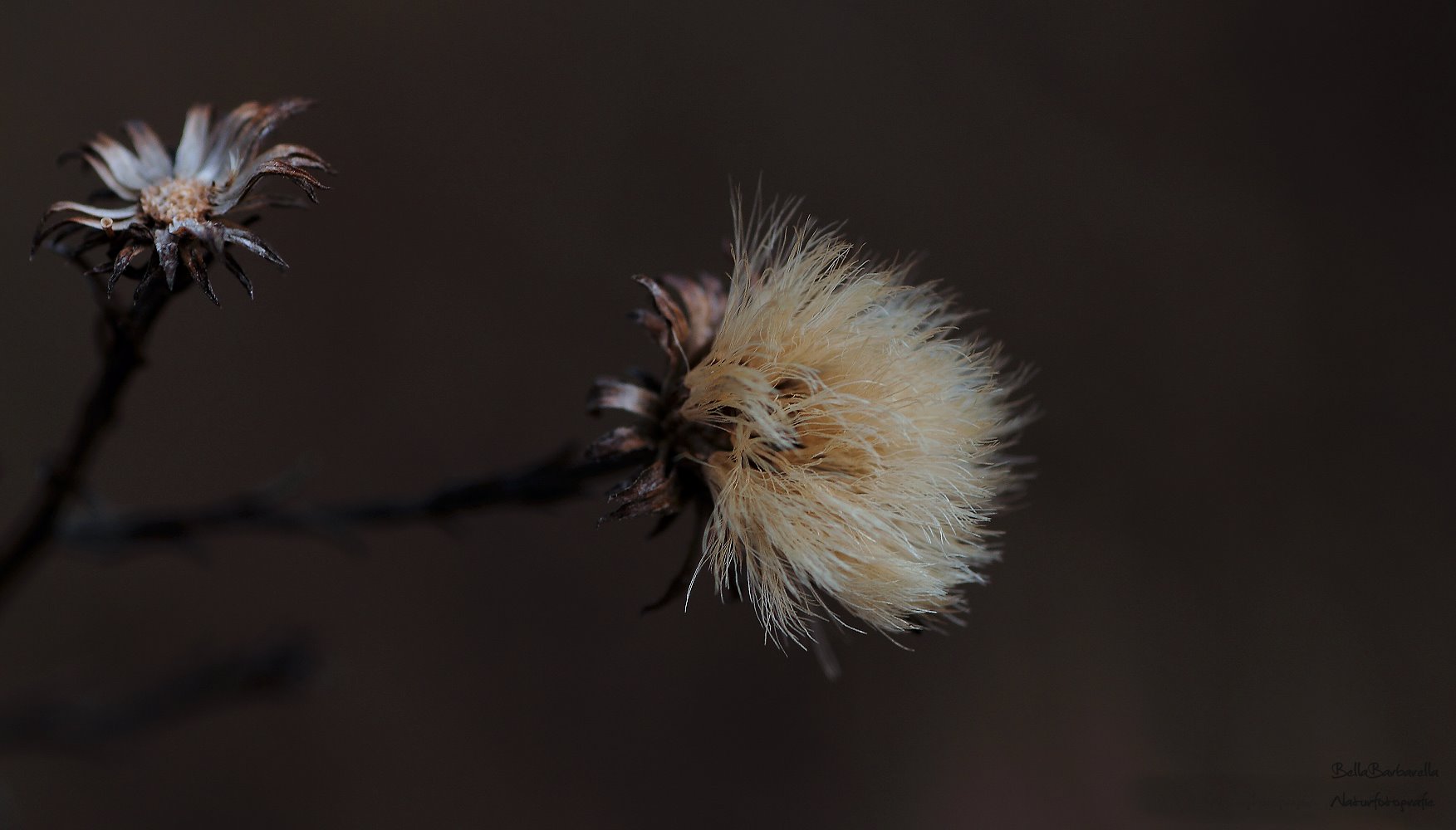 Auch immer Winter