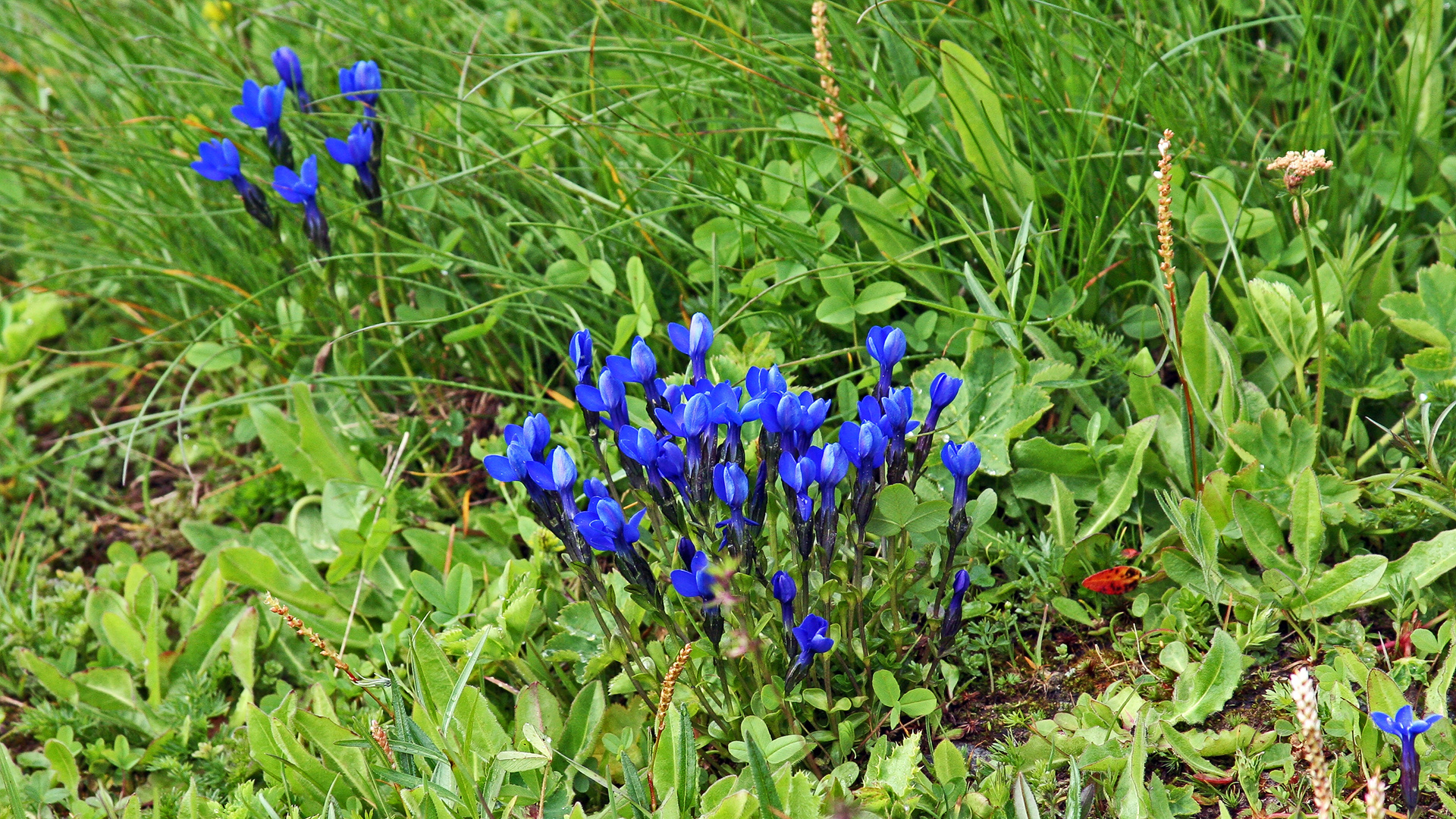 Auch in den Alpen ist Gentiana utriculosa eine Rarität...