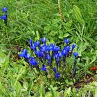 Auch in den Alpen ist Gentiana utriculosa eine Rarität...