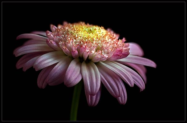 Auch in den kleinsten Blumen zeigt die Natur ihre Schöpferkraft  - ( Stacking Bild )