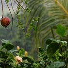 Auch in den Seychellen regnet es manchmal