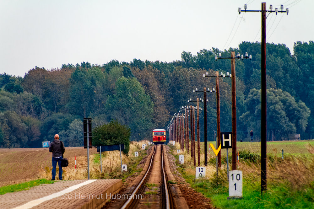 AUCH IN DER FREIEN NATUR IM BLICKPUNKT: T1 (genannt: SCHWEINEÖHRCHEN)