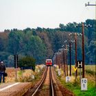 AUCH IN DER FREIEN NATUR IM BLICKPUNKT: T1 (genannt: SCHWEINEÖHRCHEN)