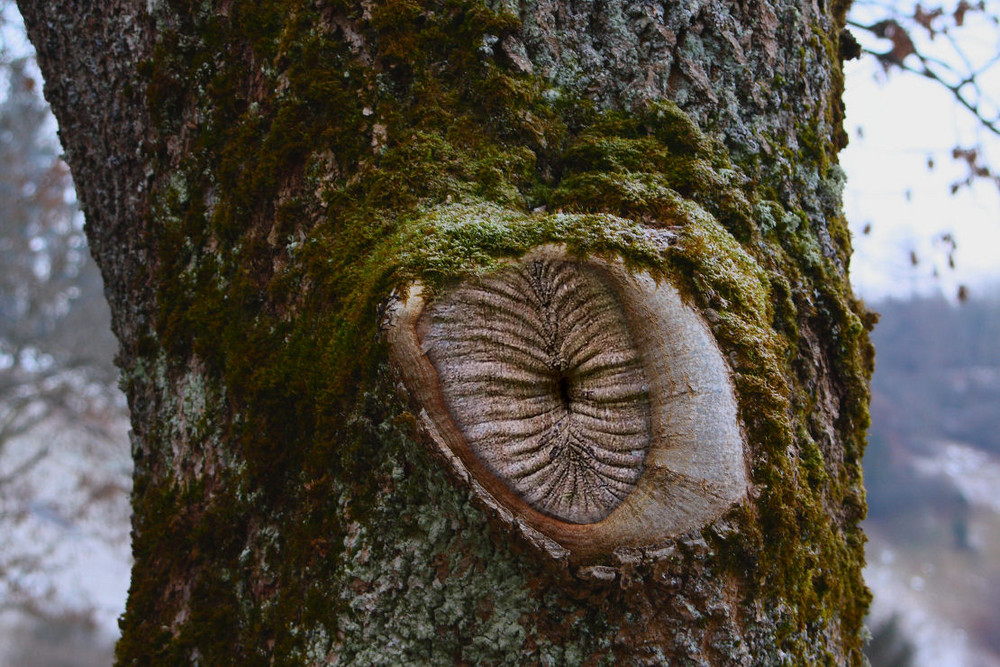 ............ " Auch in der Natur gibt es " A......löcher........"!